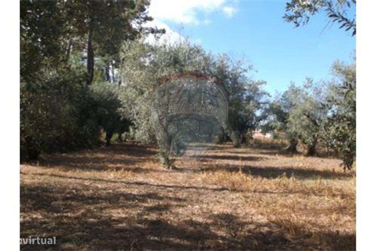 Terreno T0 para venda - Grande imagem: 3/4