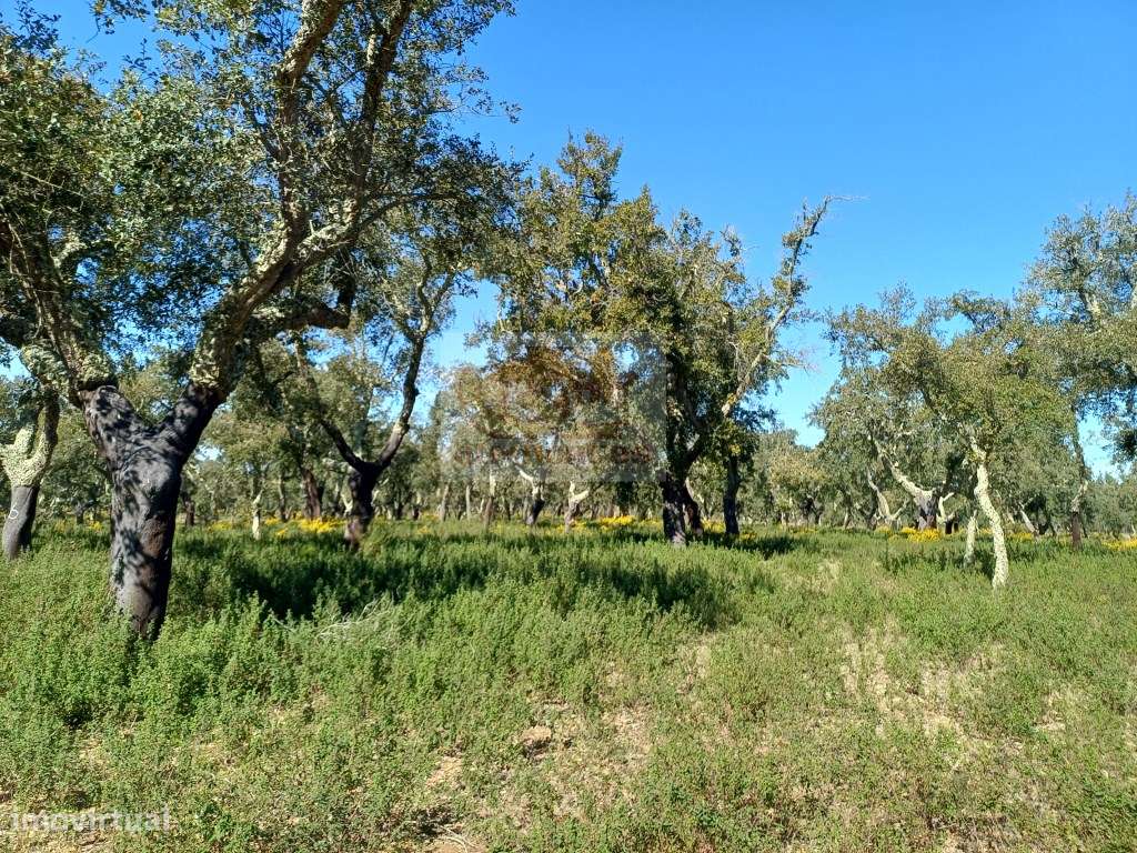 Herdade com ruínas e cortiça de excelência a 10 minutos das praias!-12