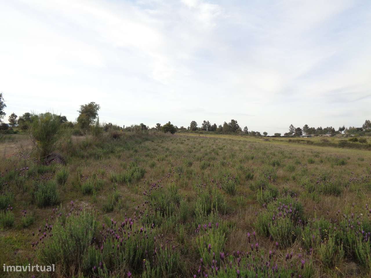 Terreno em Idanha-a-Nova, São Miguel de Acha-6