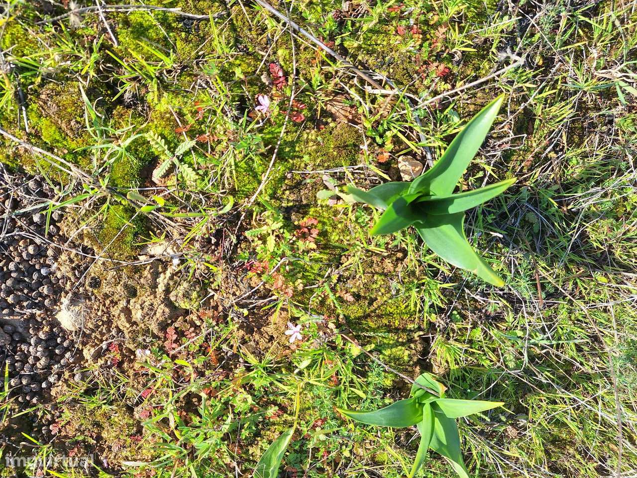 Terreno Rústico no Sítio do Laranjeiro de Santa Catarina da Fonte d...-17