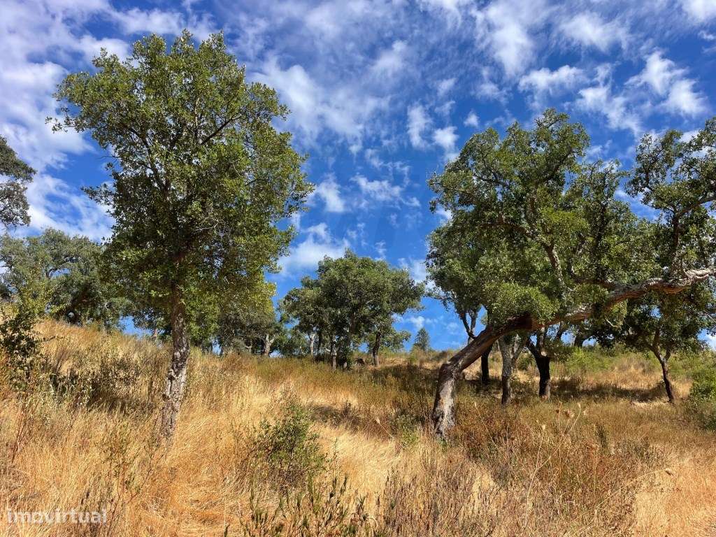HERDADE COM 100 HECTARES E BASTANTE ARBORIZAÇÃO-1