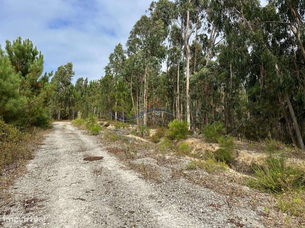 Terreno - Monte Real - Grande imagem: 2/13