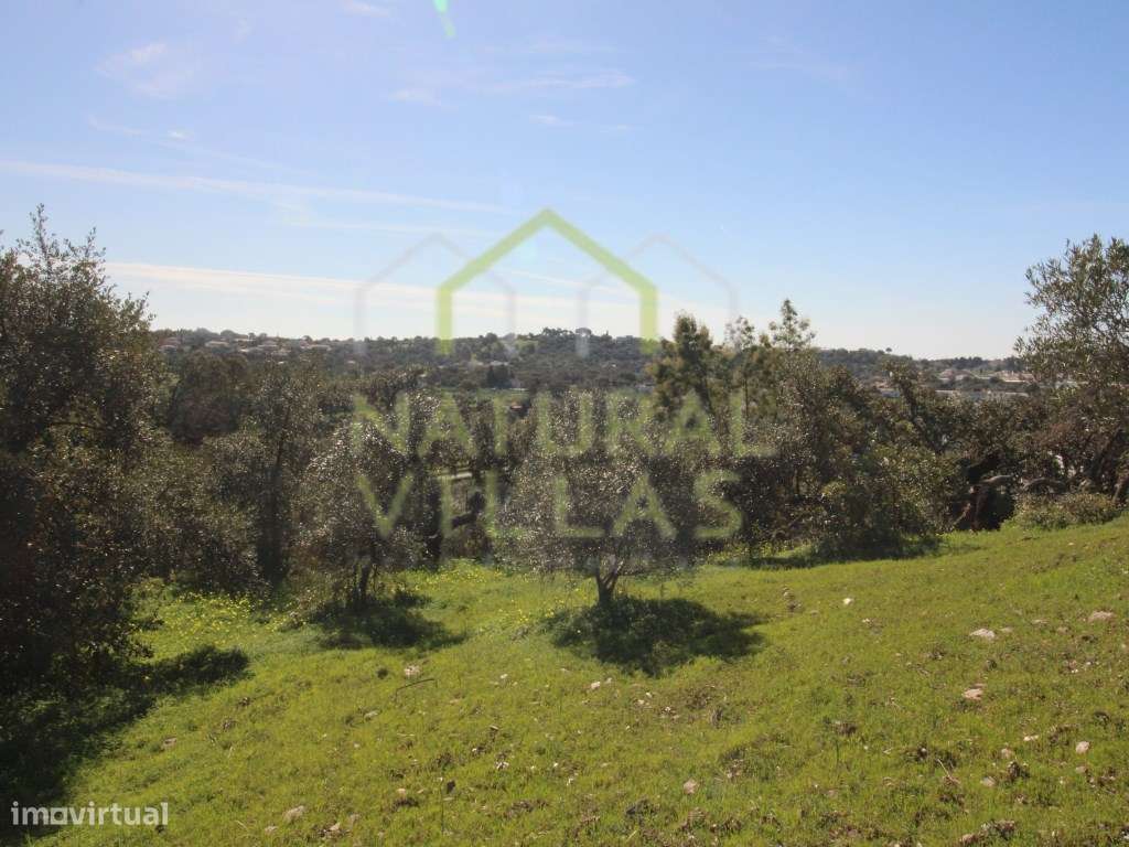 Terreno Rústico com Armazém em São Brás de Alportel - Grande imagem: 4/5