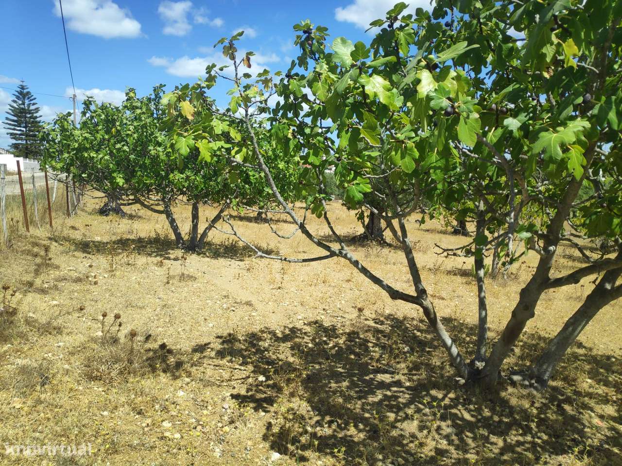 Terreno com cerca de 6000m2 em São Simão, Tomar. - Grande imagem: 4/8
