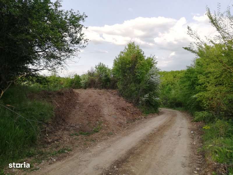 Teren 2000 mp intravilan Smeura-Mosoaia. Comision 0% - Imagine principală: 4/5