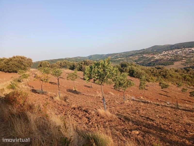 Projeto agrícola de castanheiros - Grande imagem: 4/11