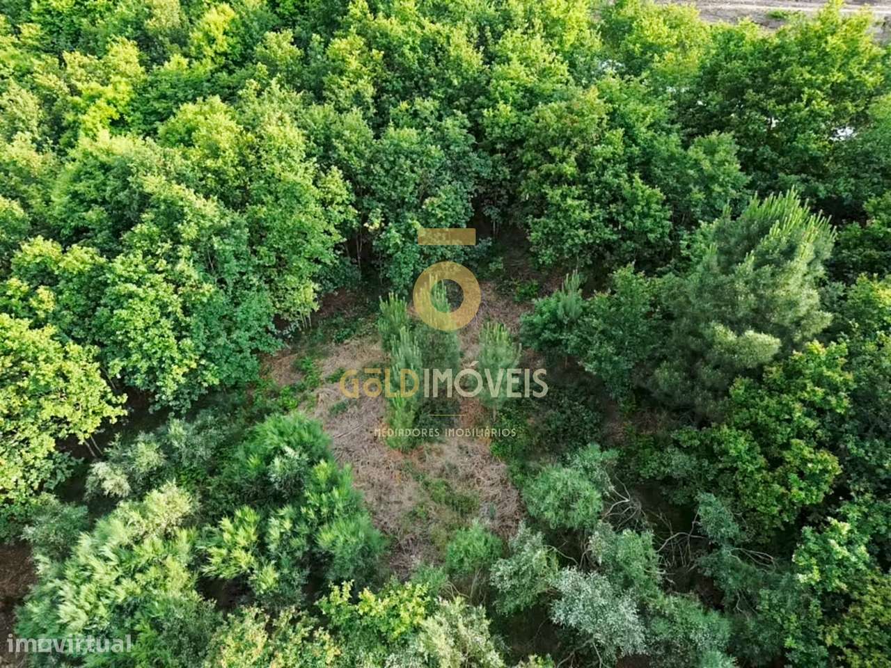 Terreno Rústico  Venda em Tarouquela,Cinfães - Grande imagem: 4/14