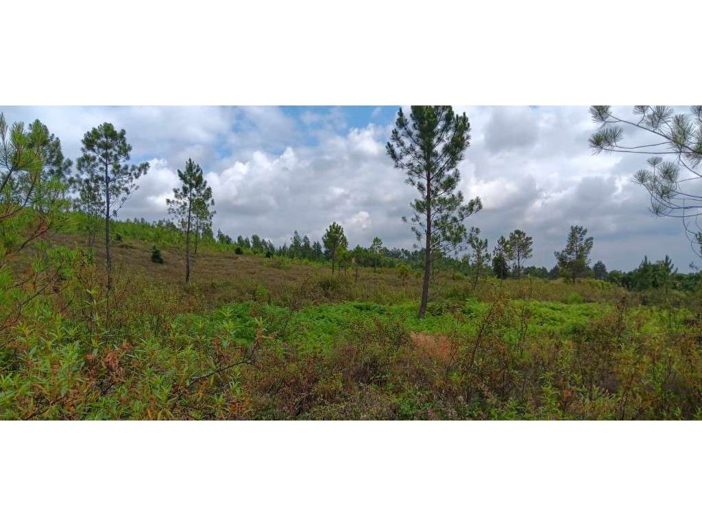Terreno Rústico com 101.160 m² em Mação - Cabeço da Cruz - Grande imagem: 5/15
