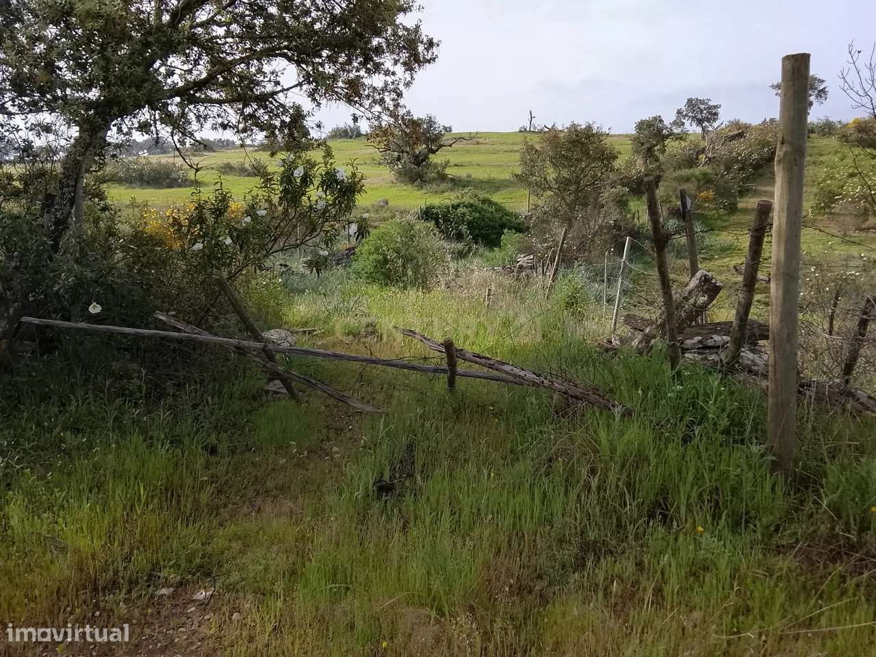 Terreno rústico 16.6ha Montalvão, Nisa-12