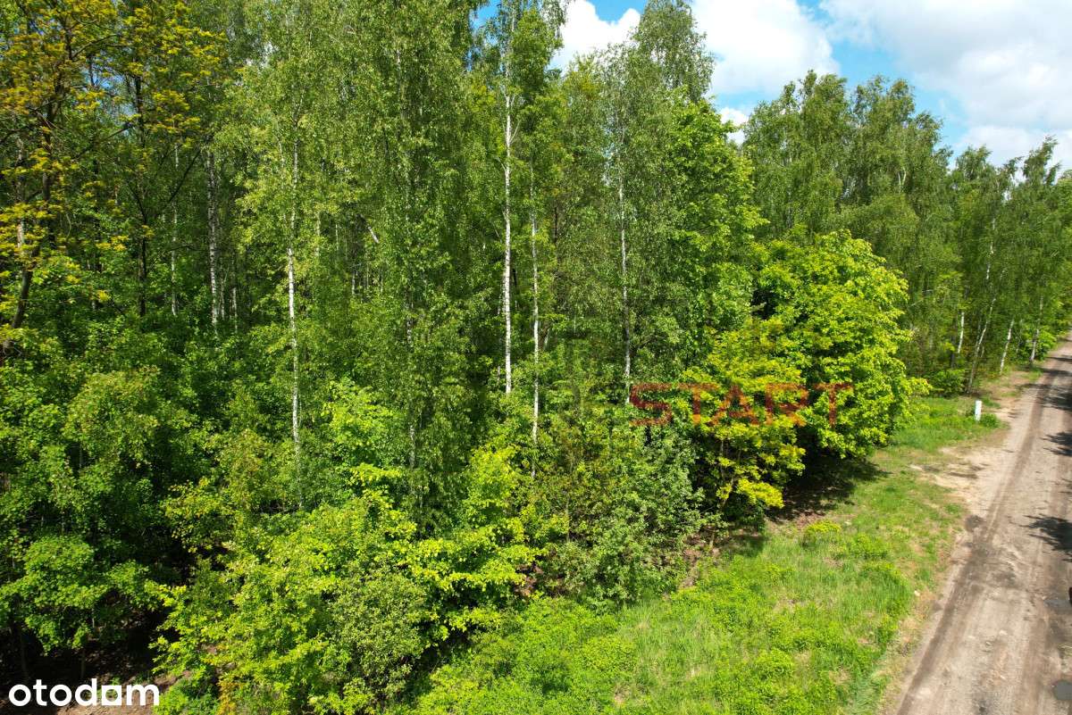 Media, park, Mpzp. - Pełny obrazek: 4/7