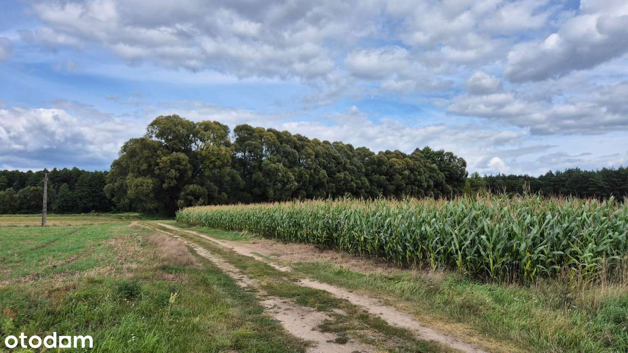 Sprzedam działki budowalne Suliszew (aktualne decyzje WZ) - Pełny obrazek: 5/16