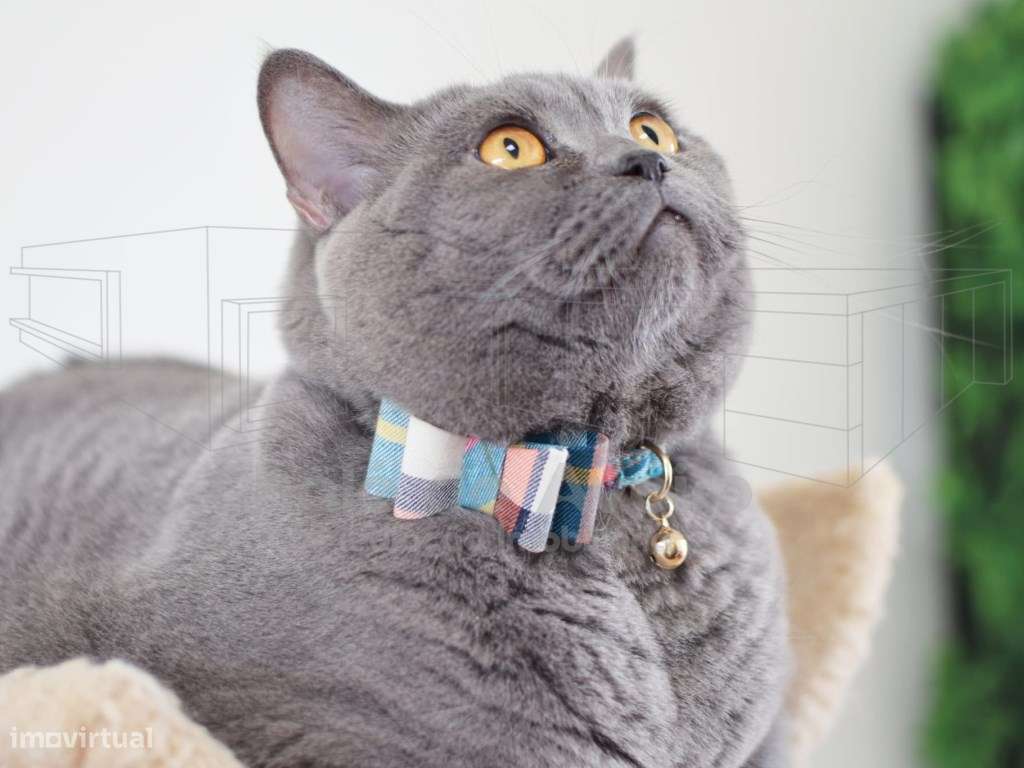 NEGÓCIO DE DISTRIBUIÇÃO DE ACESSORIOS ANIMAIS - Grande imagem: 4/5