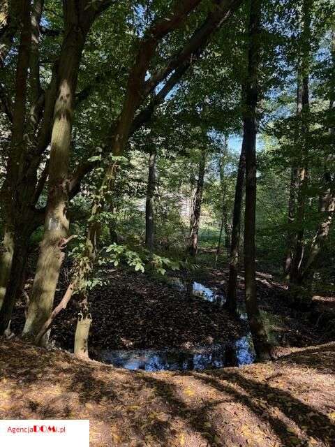 Siestrzeń, 10 000m,do podziału na 6 działek,z Mpzp-13