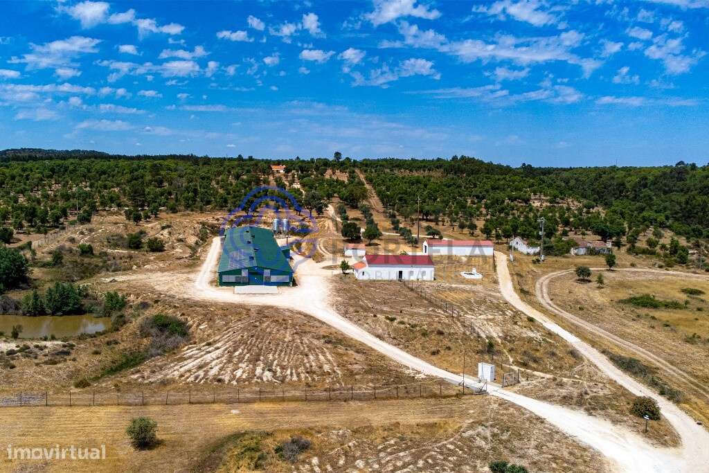 Quinta T3 com 17 ha e aviário com alta rentabilidade em Abrantes - Grande imagem: 4/54