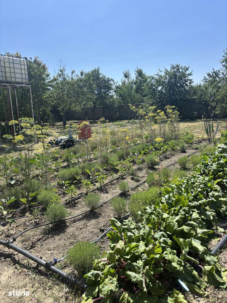 Vand casa cu teren 3900 mp Sag 280000 euro-13