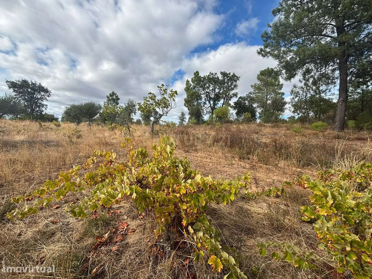 Terreno Rústico com Excelente Acesso – Oportunidade Única! - Grande imagem: 5/9