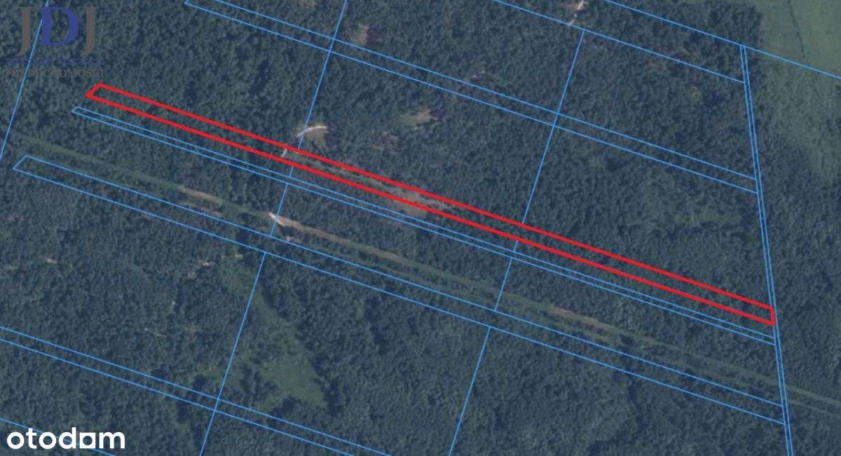 Las sosnowy 2 ha. Osowa. Hańsk - Pełny obrazek: 3/3