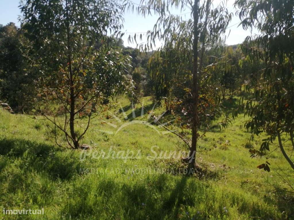 Quinta com casas para recuperar - Grande imagem: 4/47