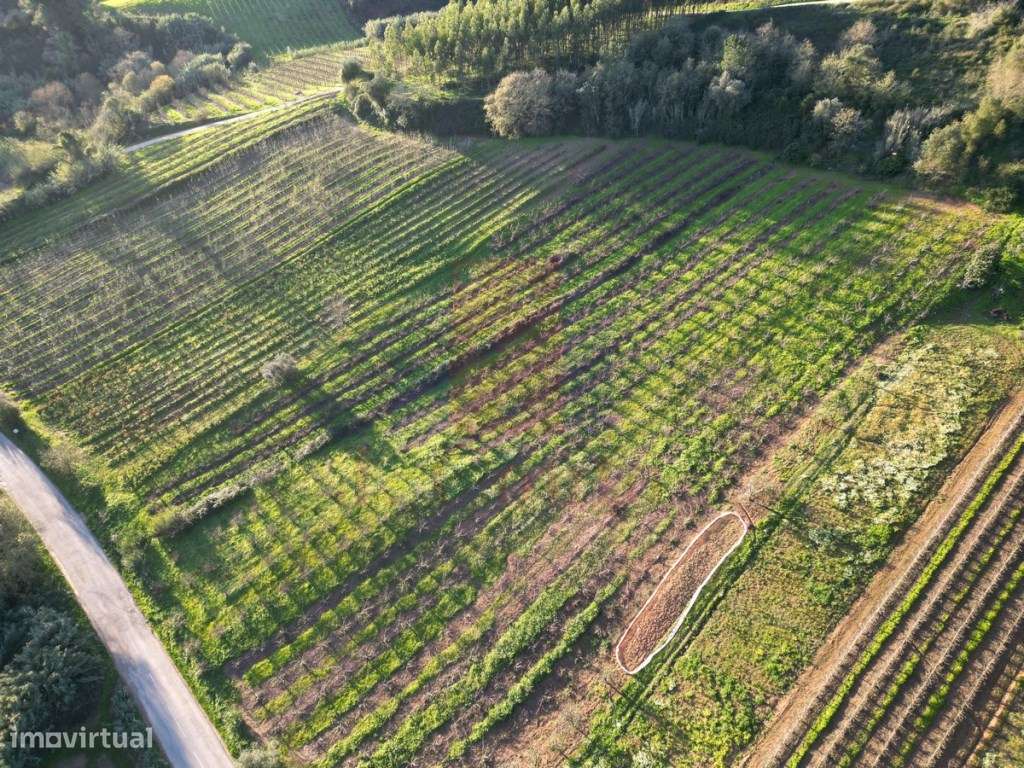 Terreno para agricultura em Alvorninha, Caldas da Rainha - Grande imagem: 5/7