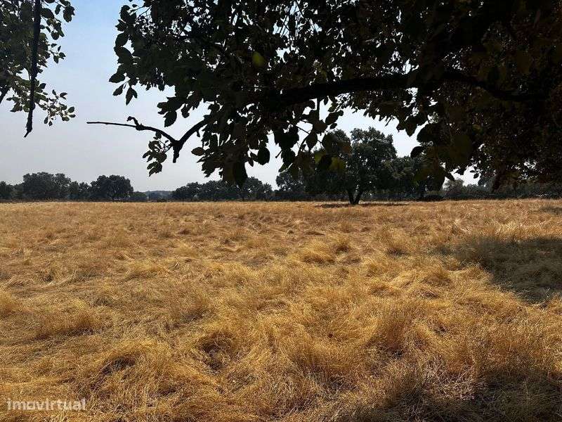 Terrenos Rústicos Zebreira com oliveiras e sobreiros - Grande imagem: 5/10