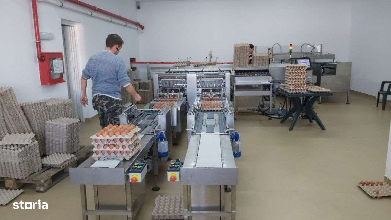 DE VÂNZARE Hala producție oua consum-8