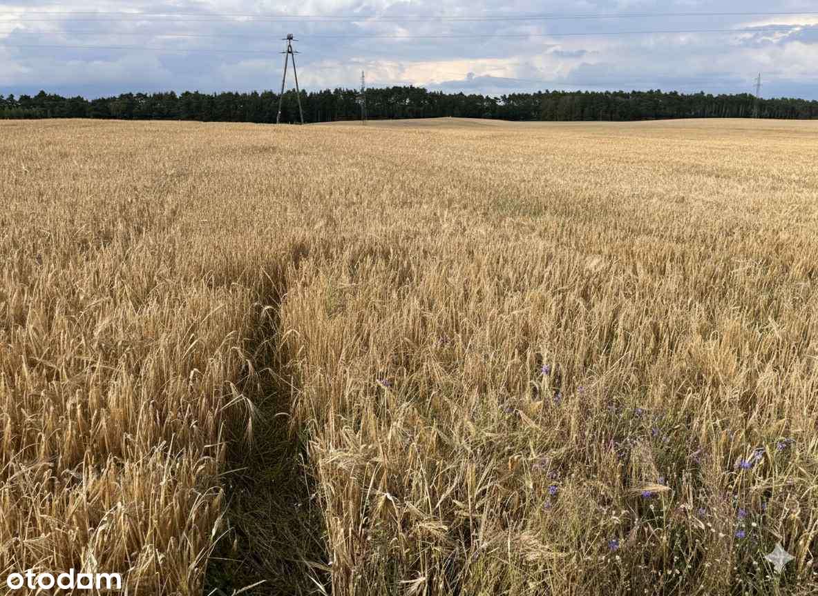 Działki z warunkami zabudowy - Godzimierz - gm. Szubin - Pełny obrazek: 4/4