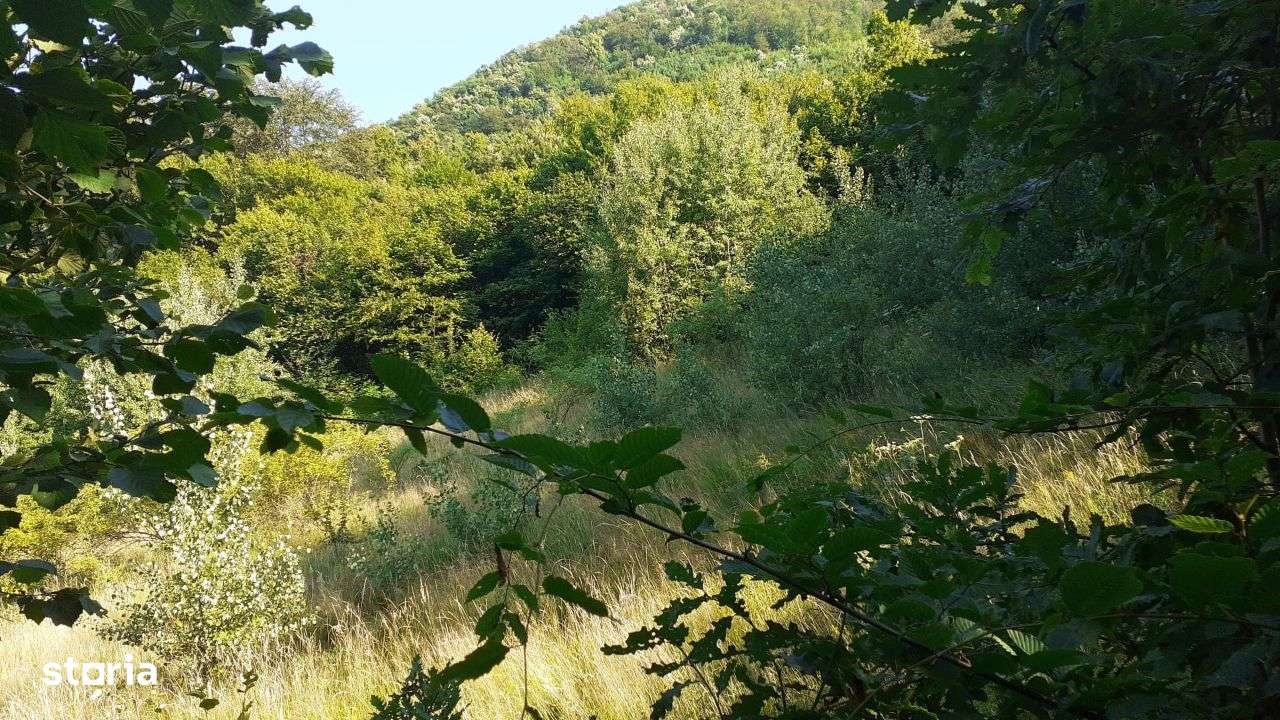 Roscani-Dobra-Teren Cabana-10km A1-Posibilitate Rate - Imagine principală: 5/8