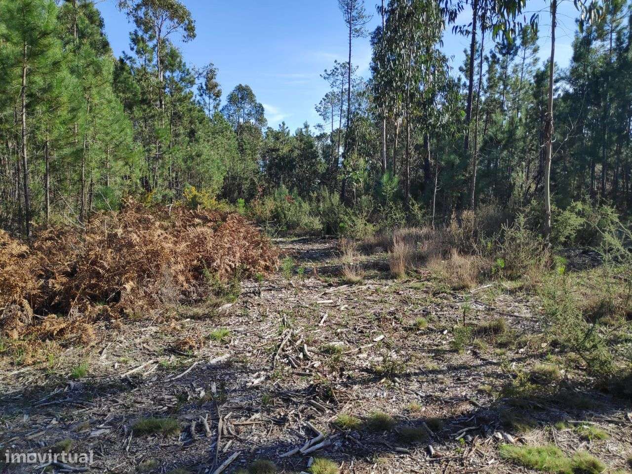 Terreno Rústico a 6 Kms do Centro - Grande imagem: 2/12