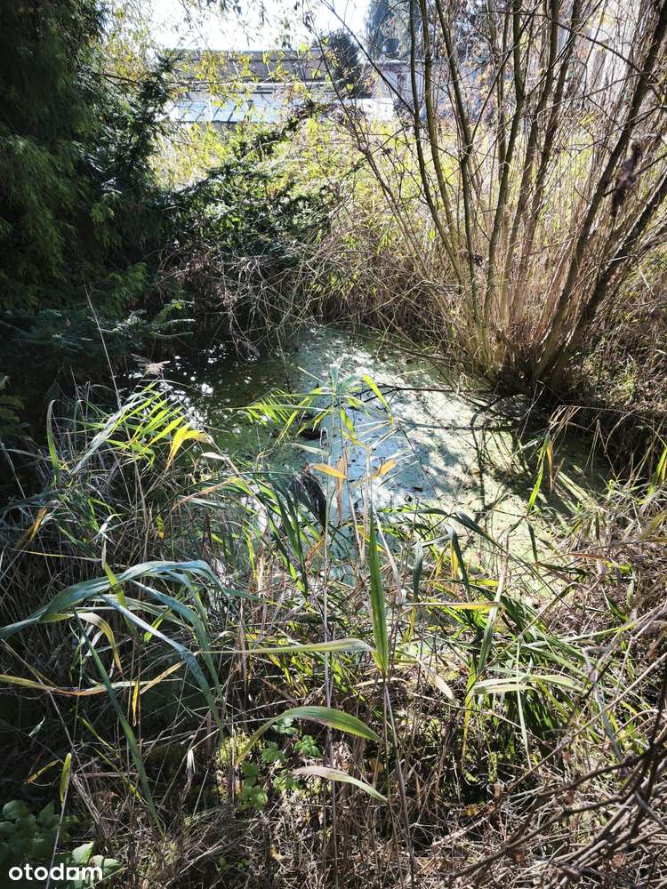 Dom wolnostojący duża działka strumień Paczyna-16