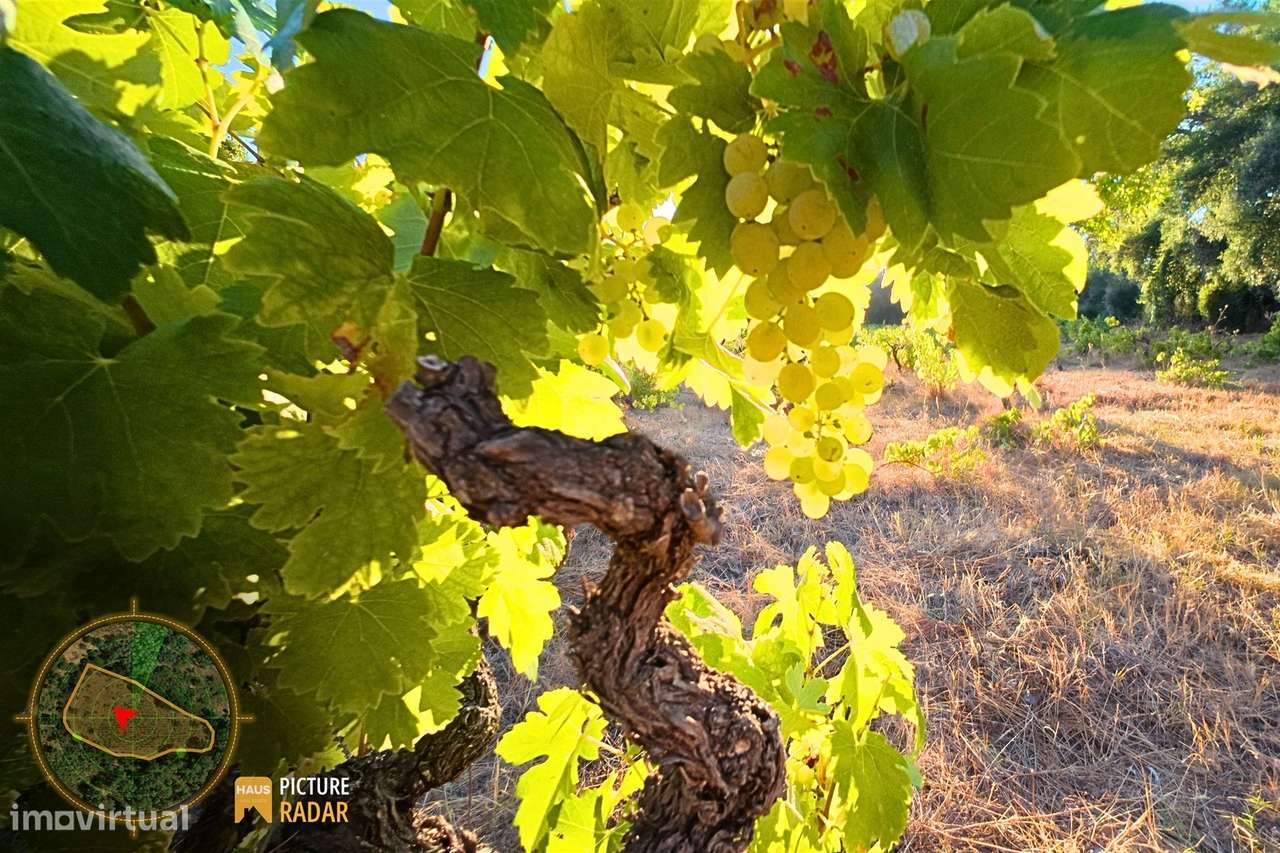 Terreno com Vinha e Poço em Granito | Salgueiro do Campo-5