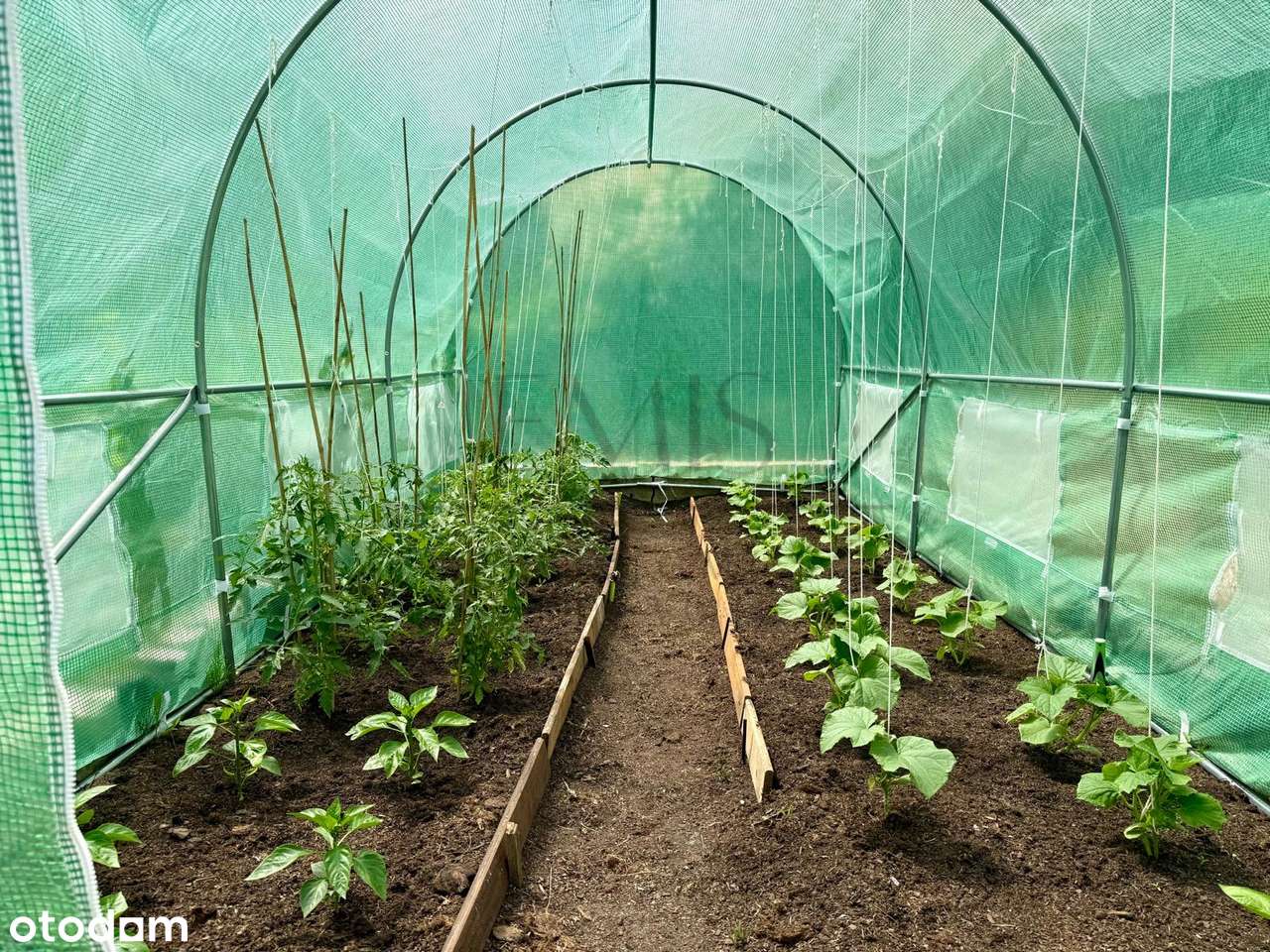 Działka ROD Zielony z domkiem, zadbana-6