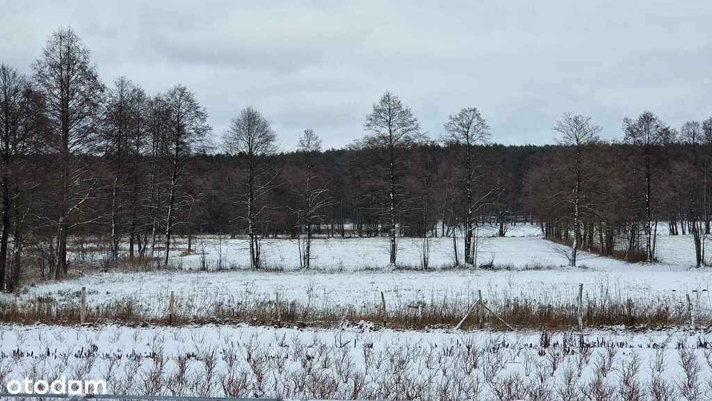 Sielska działka w otoczeniu lasu - Pełny obrazek: 5/7