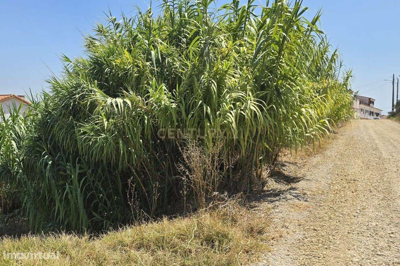 Terreno Rústico em Quinta da Oliva, com Acesso e Boa Localização - Grande imagem: 4/5