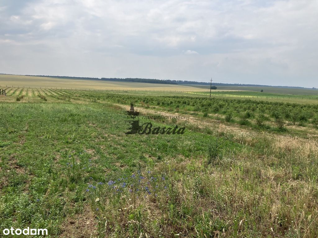 Działka rolno budowlana 6ha - Obniżka ceny - Pełny obrazek: 1/1