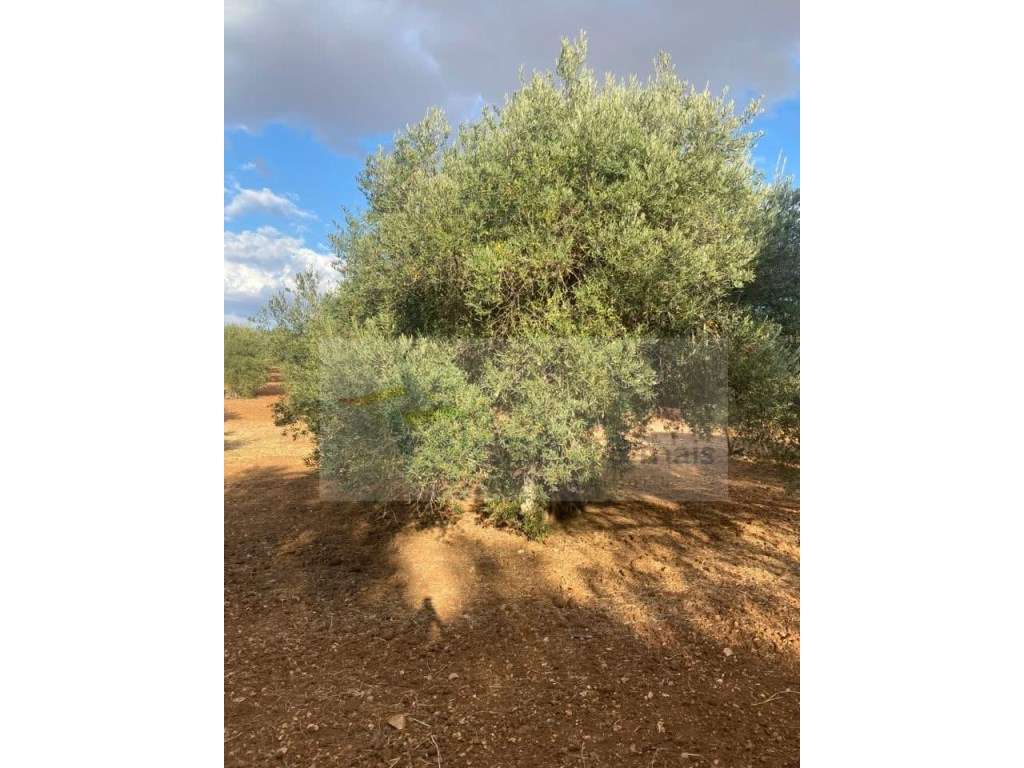 Quintinha Agricola em Vila Nova de São Bento-14