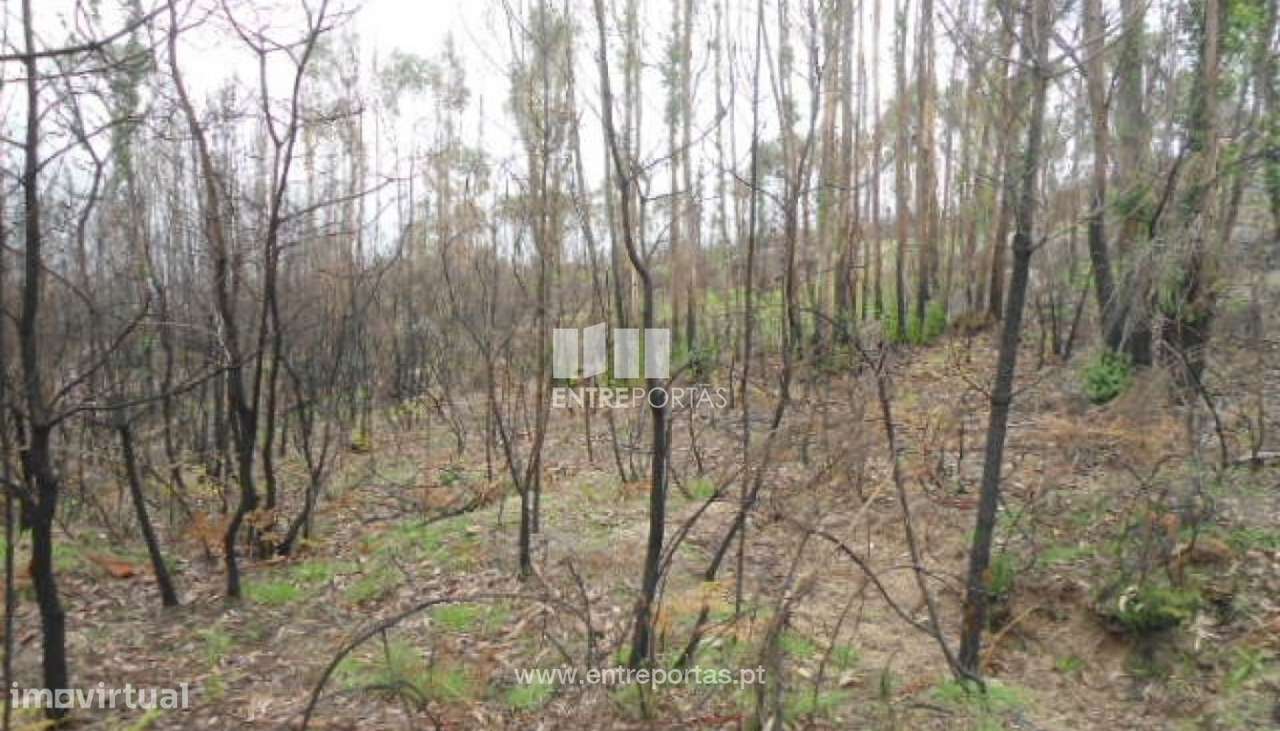 Venda Terreno, Várzea de Ovelha e Aliviada, Marco de Canaveses - Grande imagem: 5/7