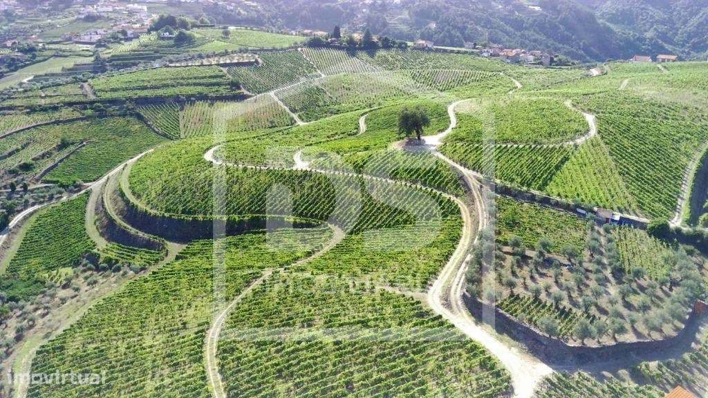 Douro Vinhateiro, Quinta Turística-56
