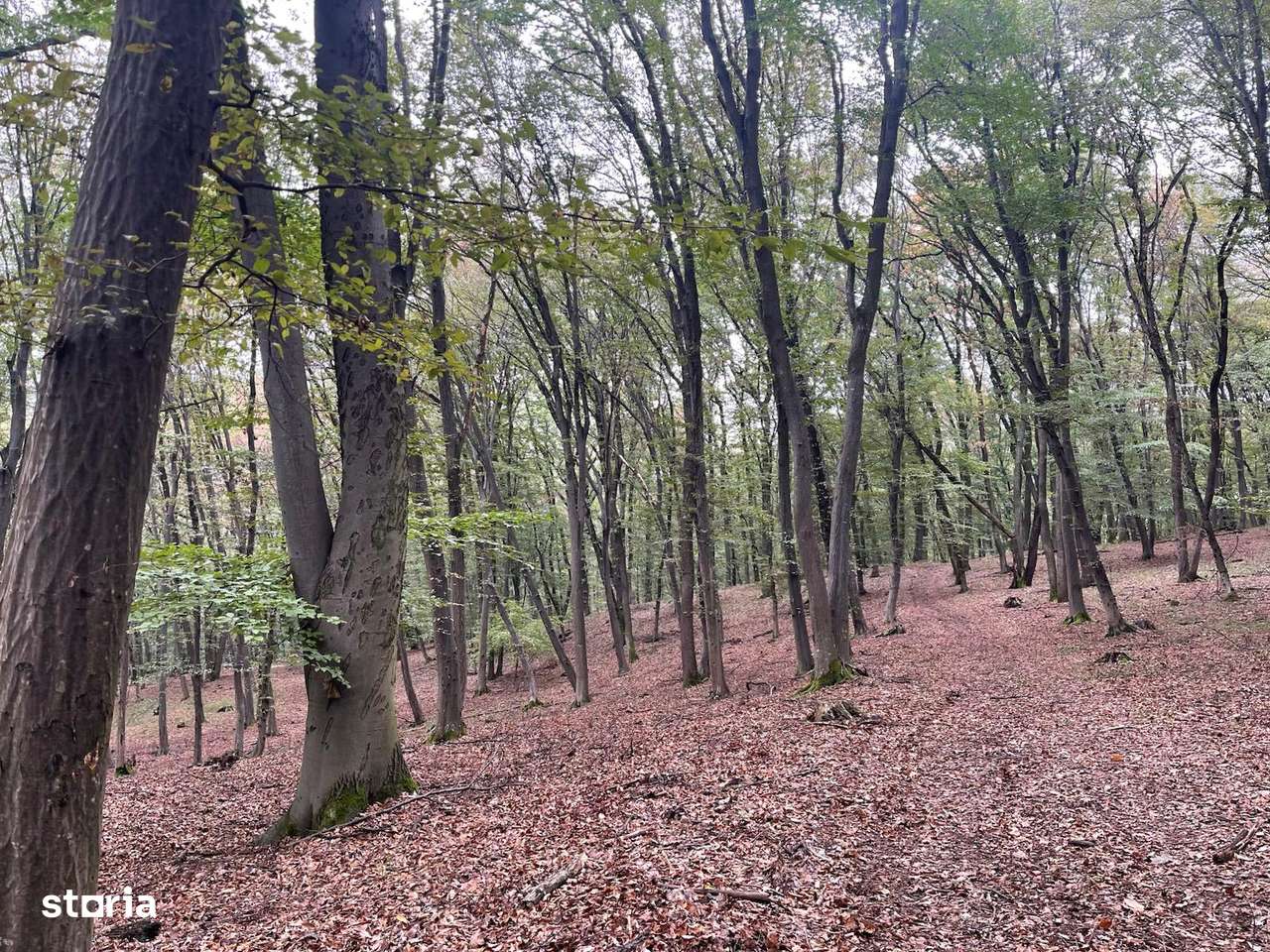 Pădure tânără în Cetatea de Baltă (jud. Alba)-3