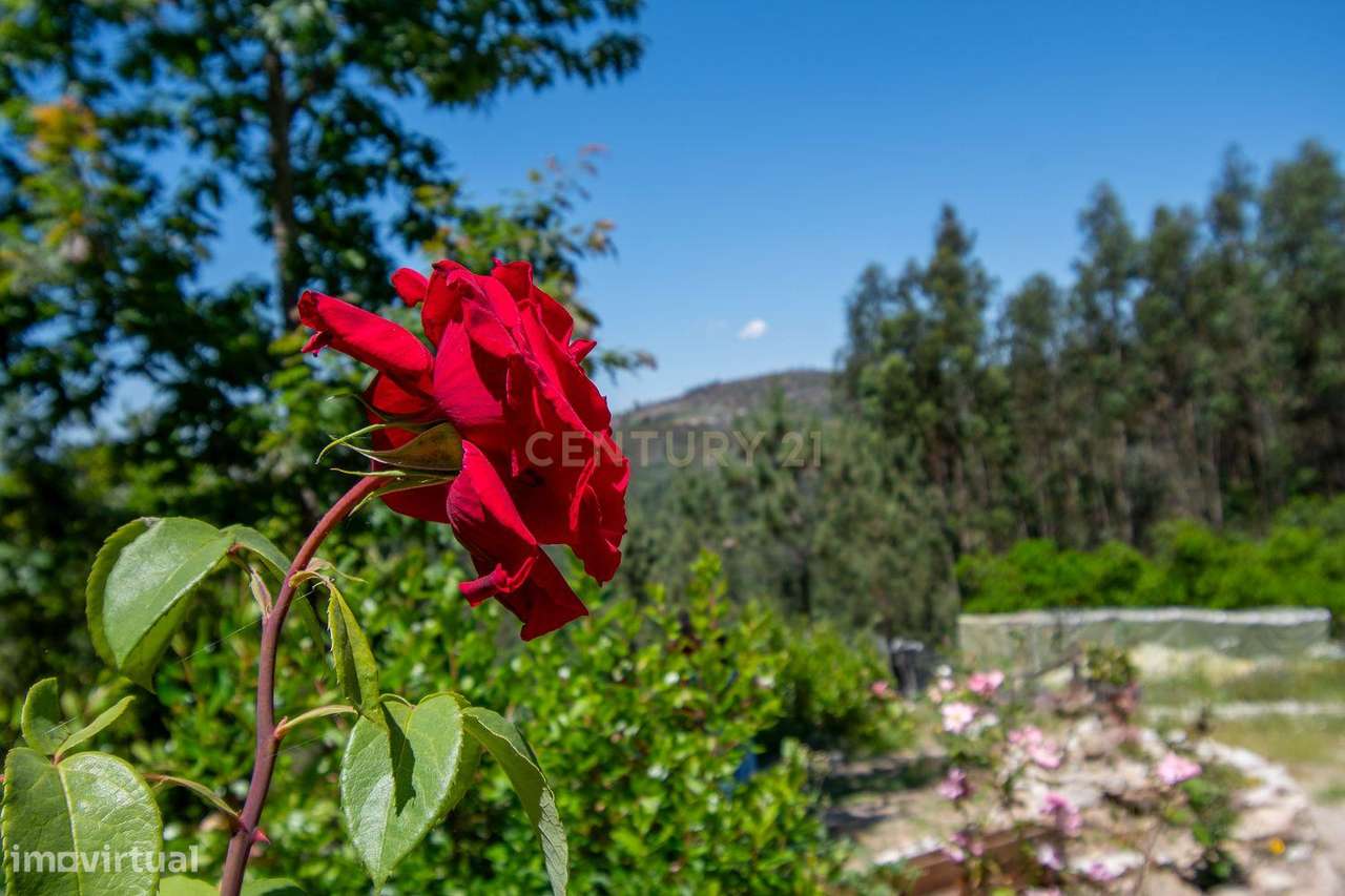 Viver de uma forma Ecológica em Terreno Panorâmico em Calde, Viseu-5