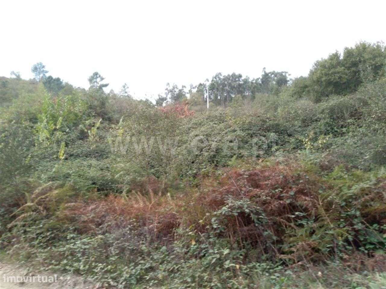 Terreno com 10.000 m2 em Vila Cova - Grande imagem: 2/3