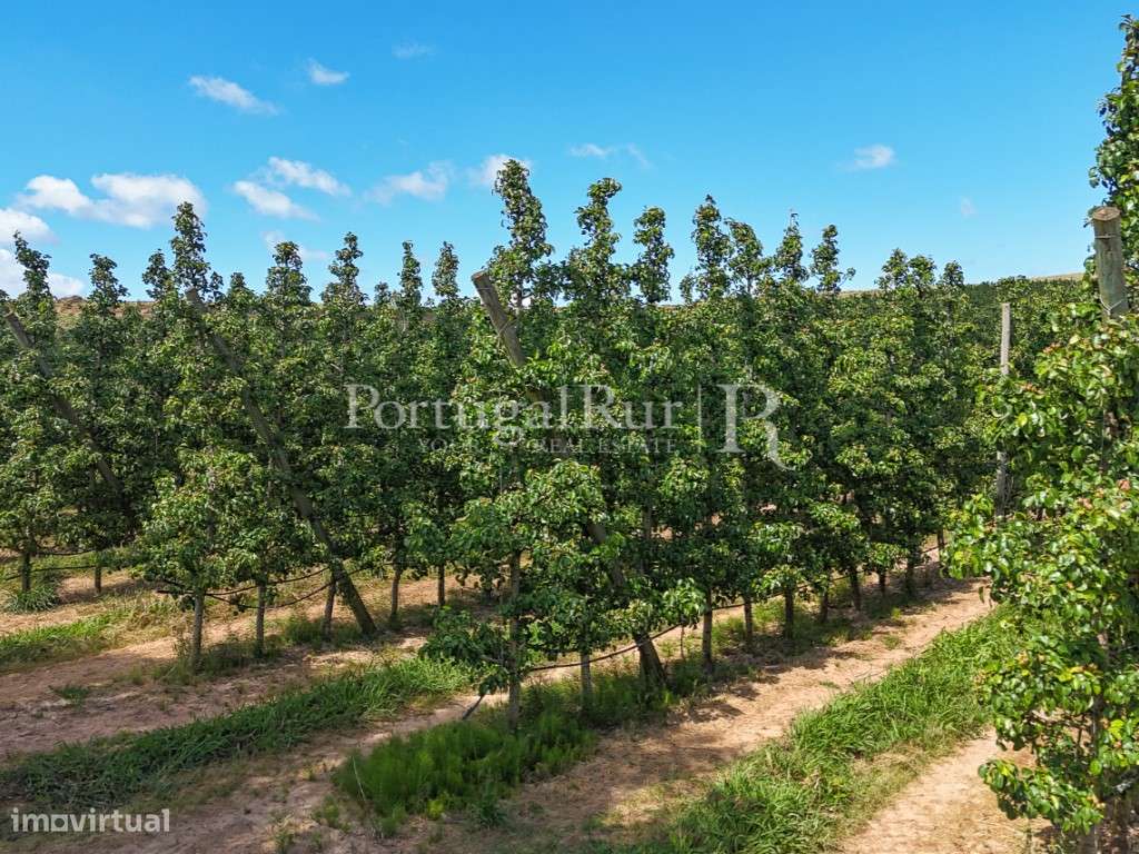 Exploração Agrícola com 37 ha e produção de Pera Rocha no Cadaval-34