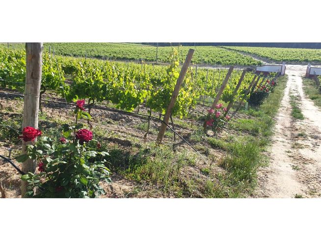 Herdade de 28.000m2 com vinha moscatel e habitações-12