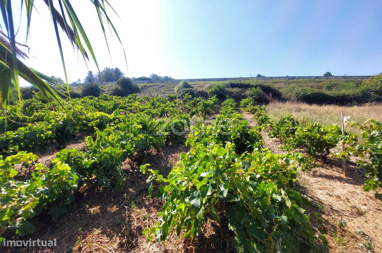 Propriedade vinícola em Torres Vedras - Grande imagem: 5/25