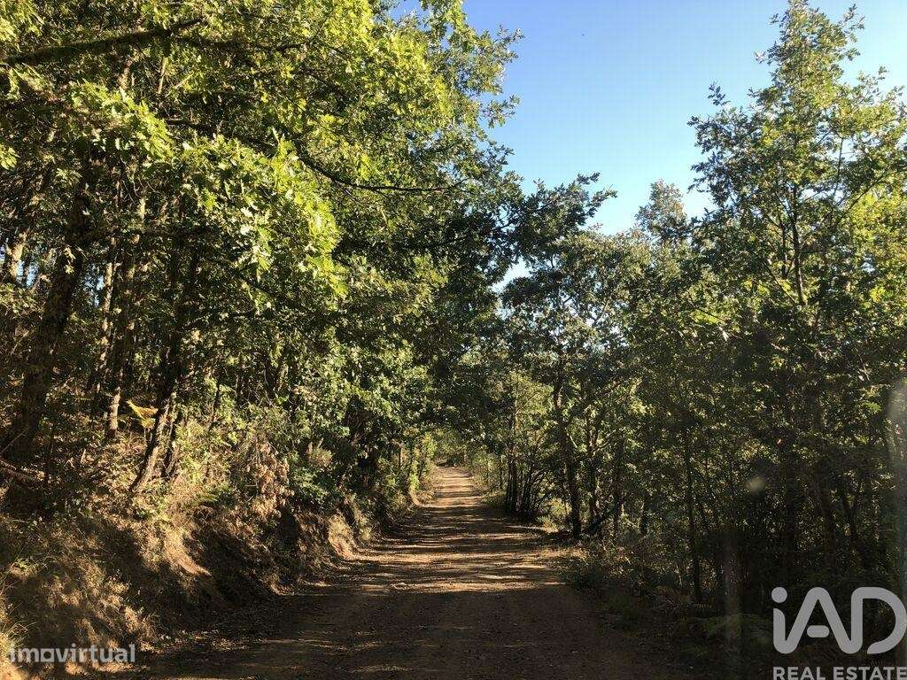 Quinta em Parâmio de 1006 m2 - Grande imagem: 3/7