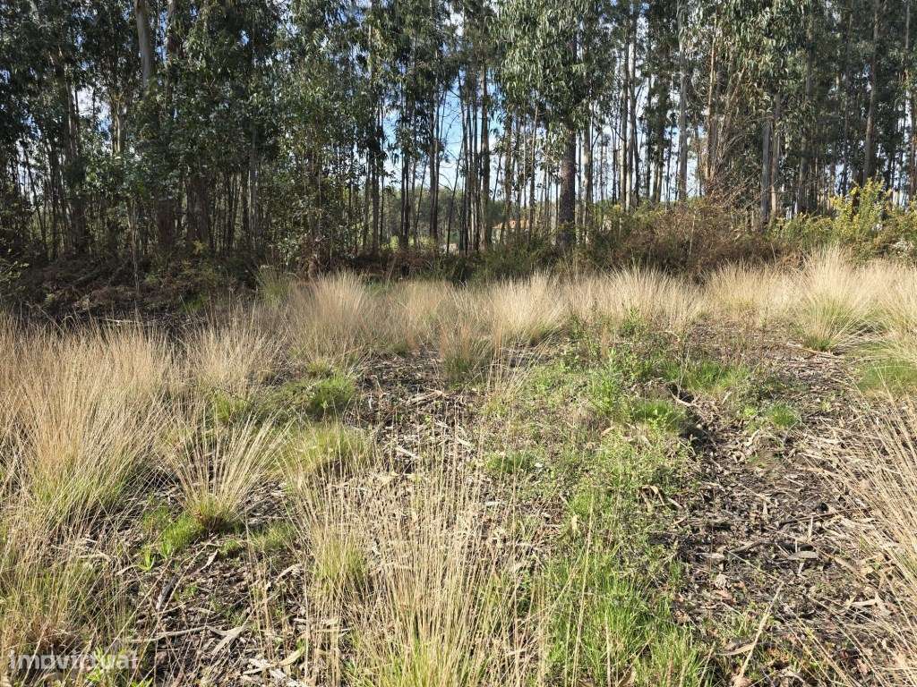 Terreno - Grande imagem: 3/8