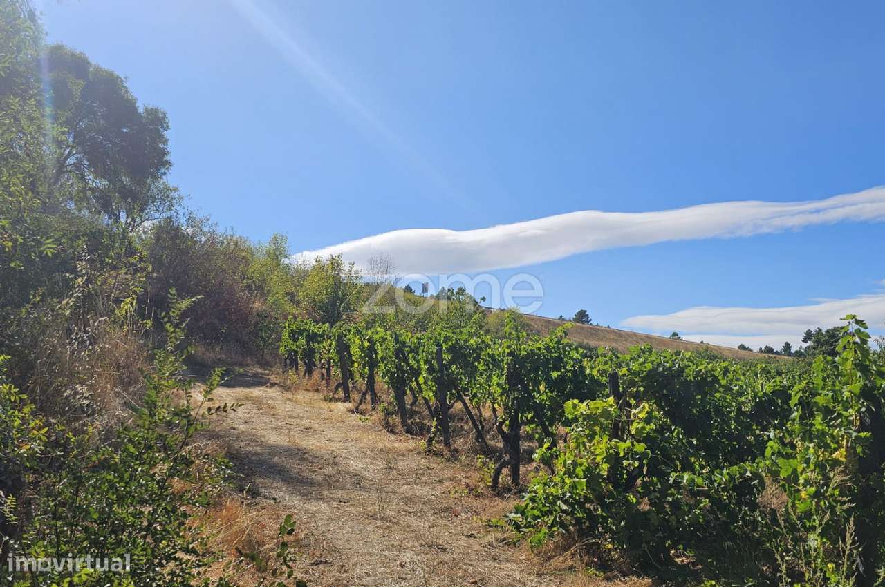 Terreno Rústico Urbanizavel – Presandães, Alijó - Grande imagem: 4/11