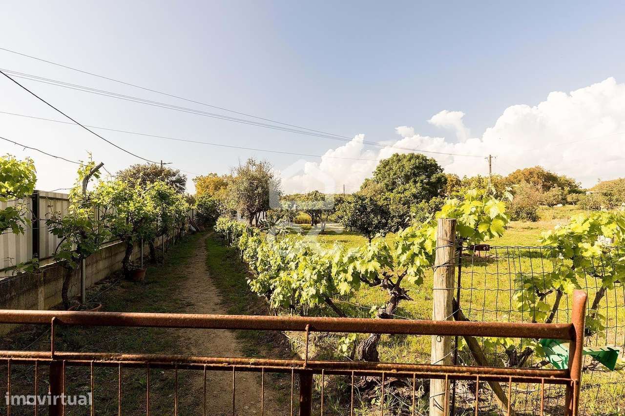 Quinta de 9250m2 c/ Moradia T4 térrea, anexo e armazém | Azaruja-49