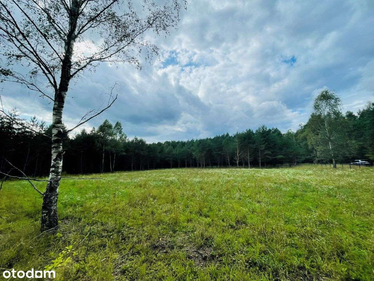 Duża działka w lesie, Jabłonka - Pełny obrazek: 4/13