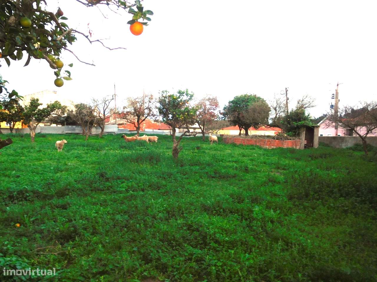 Quinta com Moradia T5 / Restaurar / Carvide / Leiria-15