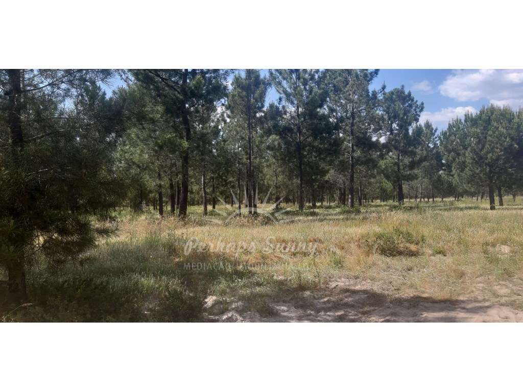 Terreno plano - Vista para a Várzea de Alcácer do Sal - Grande imagem: 3/17